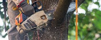 How Our Tree Care Process Works  in  Redwood, TX
